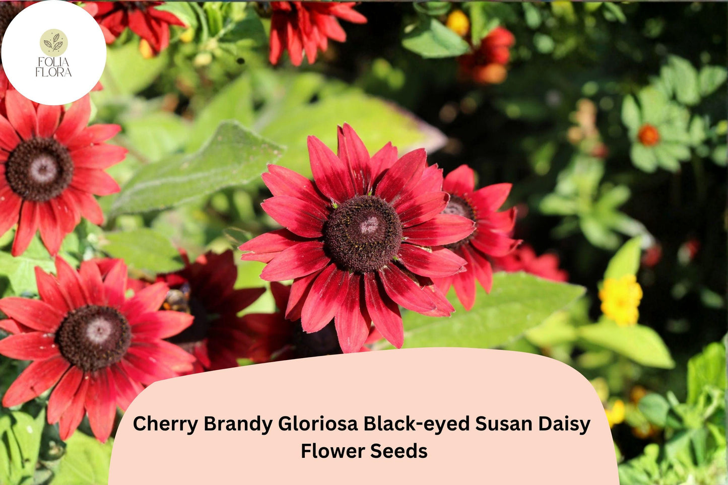 200+ Cherry Brandy Black-eyed Susan Daisy Seeds | Rudbeckia hirta | Deep Red Garden Flowers for Pollinator Borders
