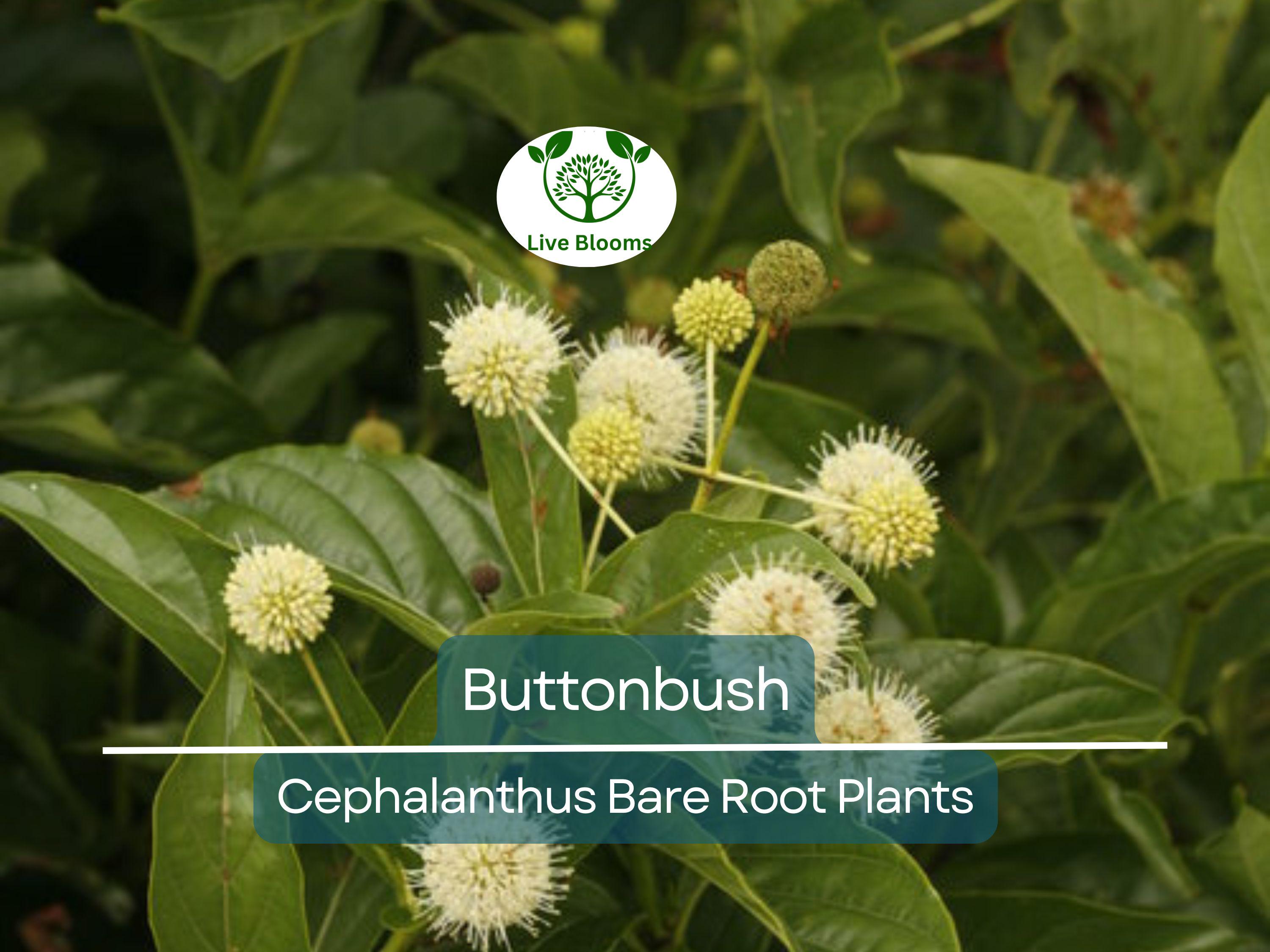 1 Buttonbush Live Plant – Cephalanthus Occidentalis 12–18” Bare Root Shrub – Native Pollinator Magnet with Unique Blooms