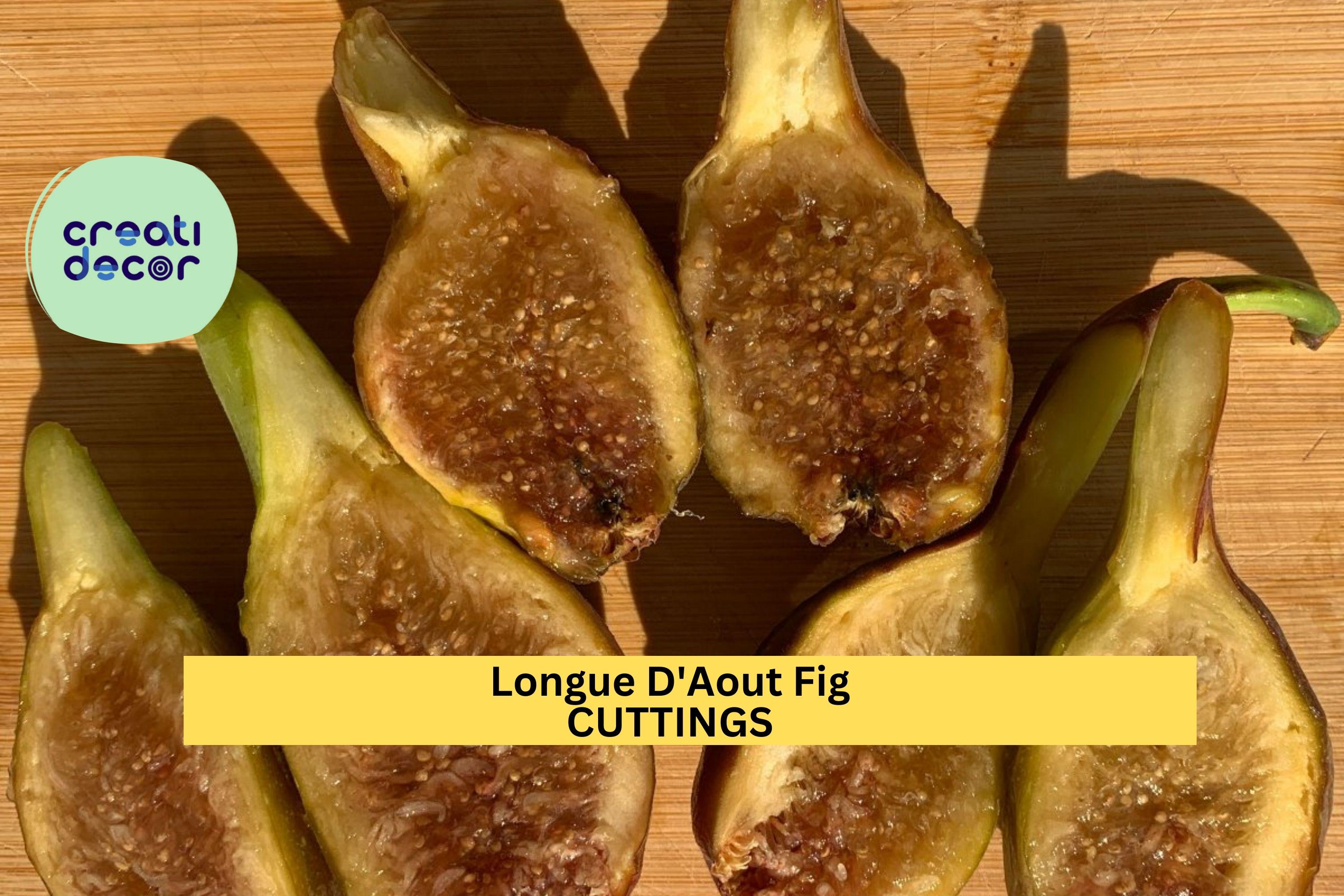 2 Longue D'Aout Fig Cuttings | Rare Ficus Carica Starter Wood | Grow Large Sweet Figs | Fresh Unrooted Fruit Tree Cuttings