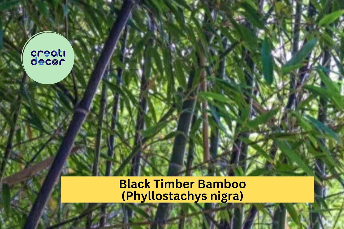 Black Bamboo – (2 Plants) Phyllostachys nigra Live Bare Root Rhizomes , Hardy Ornamental Bamboo with Striking Black Canes for Landscapes