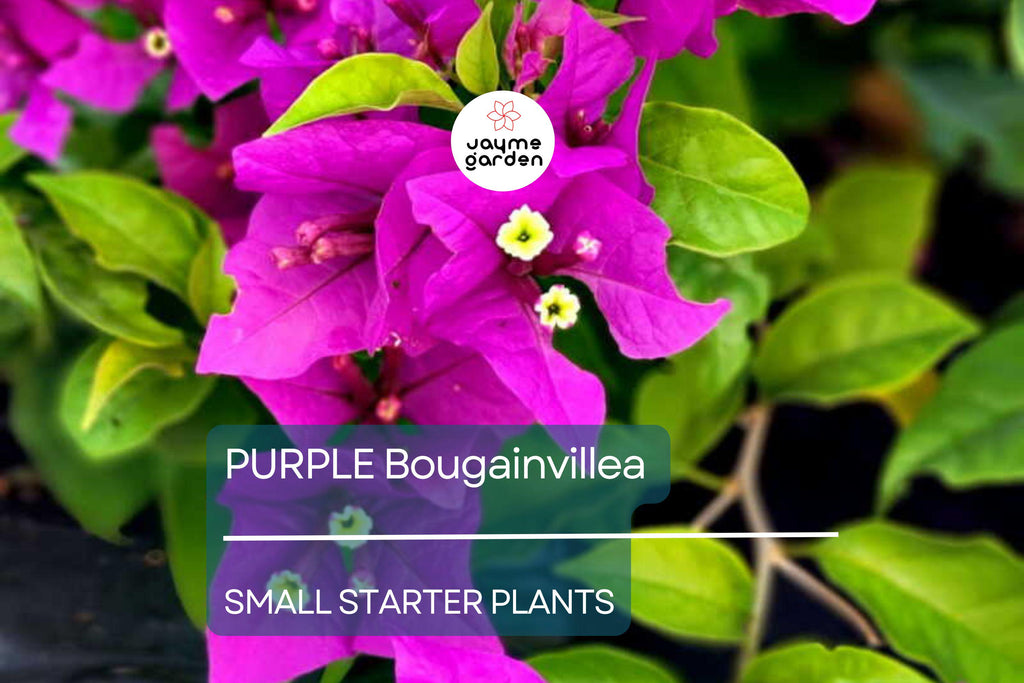 Purple Bougainvillea Starter Plant - Paper Flower, 5-7 Inches Tall - Vibrant Tropical Blooms for Gardens, Trellises & Landscaping