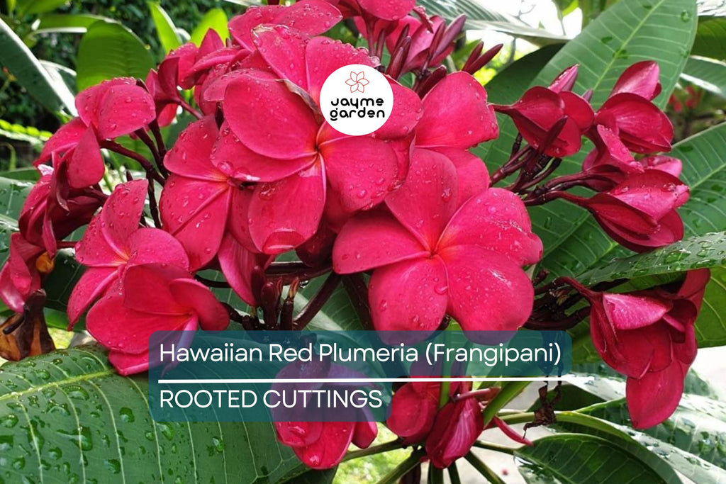 Hawaiian Red Plumeria (Frangipani) 8" Rooted Plant with Leaves - Mavina | Fragrant Tropical Flower Starter