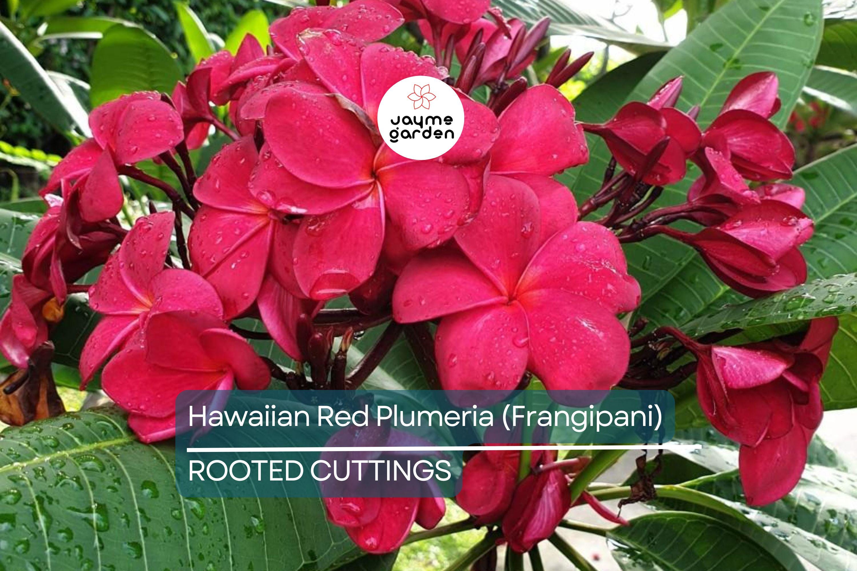 Hawaiian Red Plumeria (Frangipani) 8" Rooted Plant with Leaves - Mavina | Fragrant Tropical Flower Starter