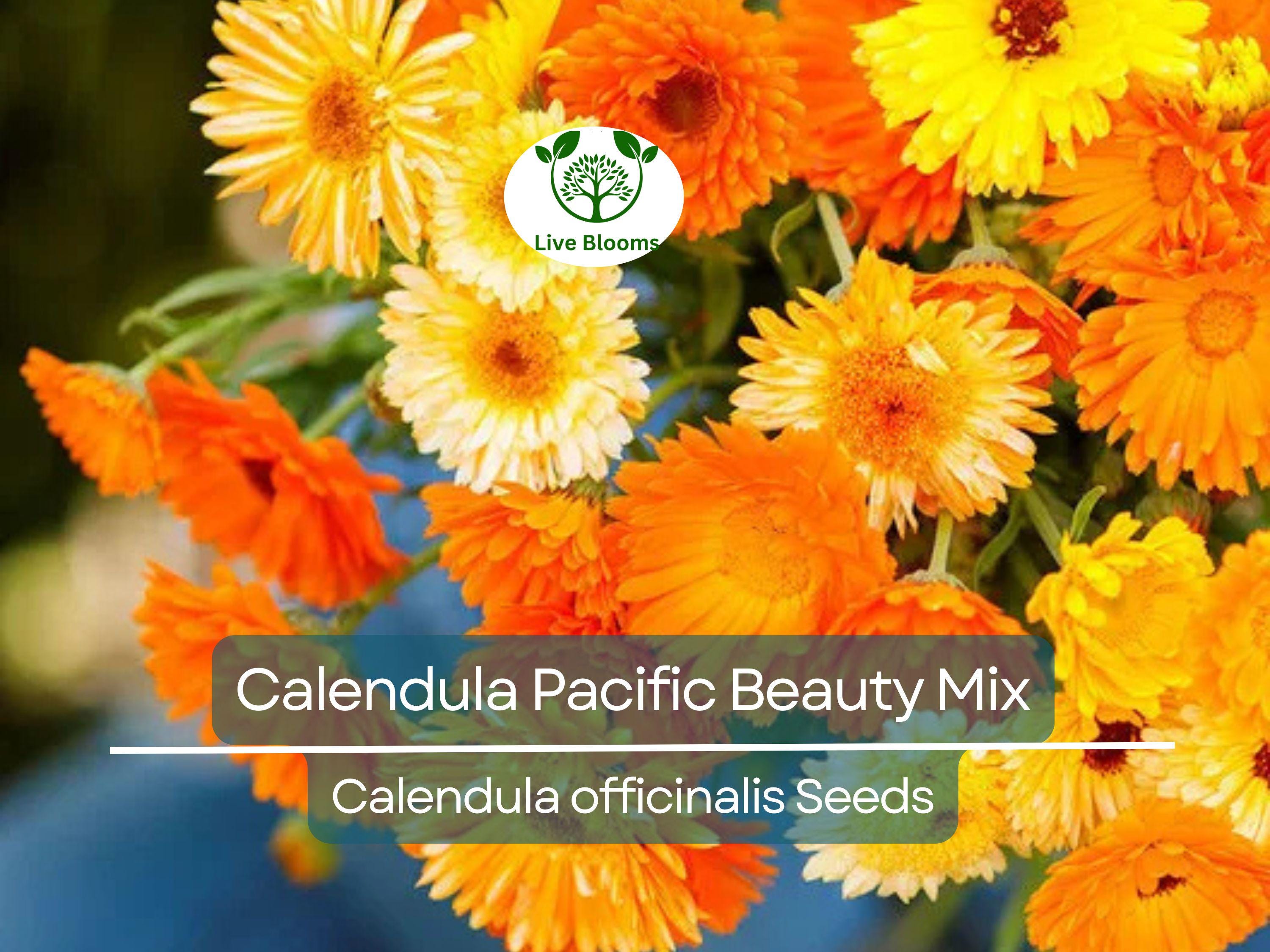 100 Seeds Calendula PACIFIC BEAUTY Mix, Pot Marigold Heirloom, Edible Flowers, Non-GMO, Vibrant Blooms for Garden, Culinary Uses