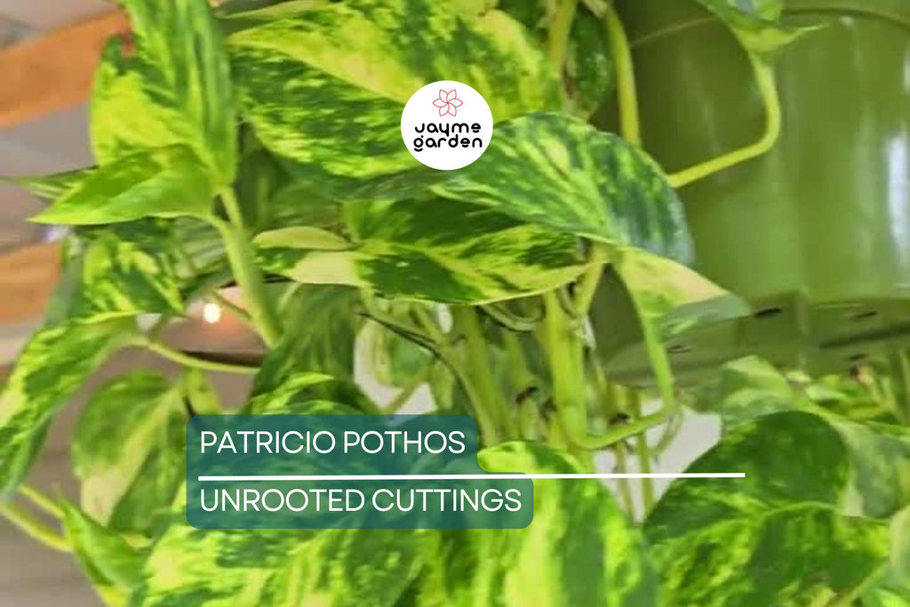 Rare Patricio Pothos Cutting - Highly Variegated Hybrid Golden - Unrooted with 2+ Nodes - Indoor/Outdoor Houseplant