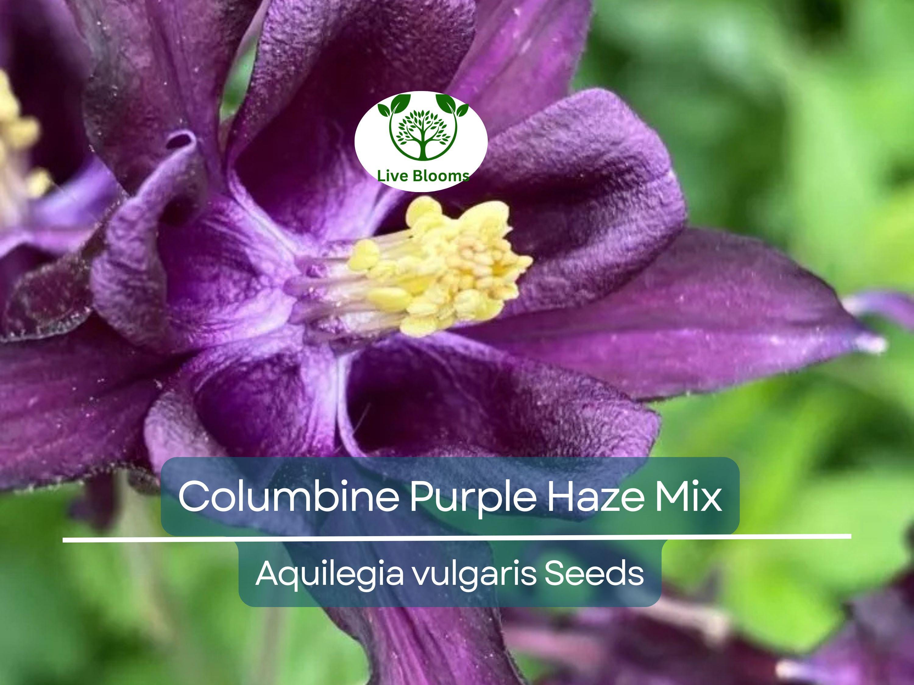 200 Seeds Columbine Purple Haze Mix (Aquilegia vulgaris) Perennial Flowers, Non-GMO, Attracts Hummingbirds & Butterflies, Colorful Garden