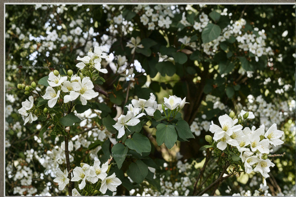Bauhinia alba – Flowering Plant 10 Seeds | White Orchid Tree | Fragrant Blooms | Tropical & Subtropical Beauty