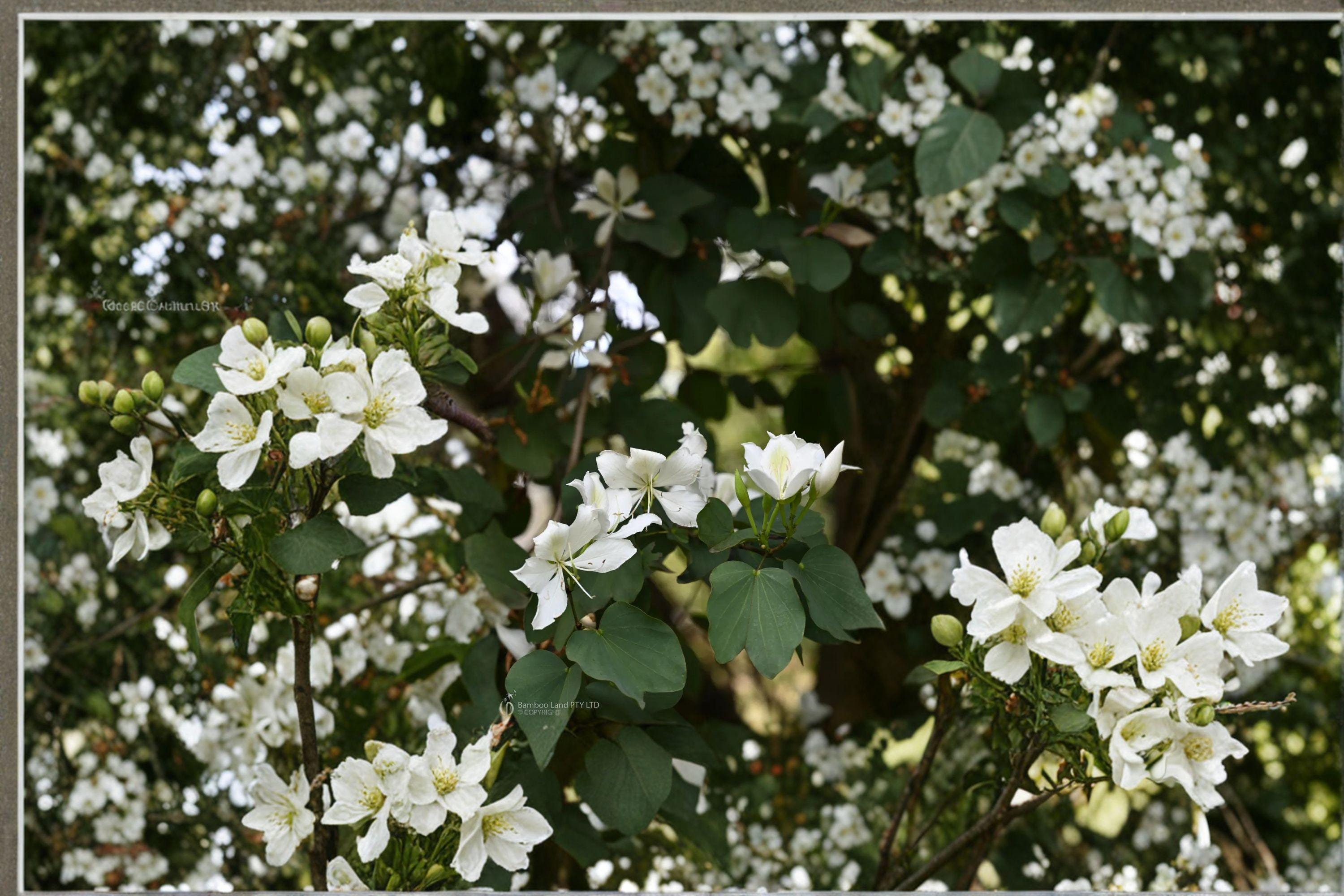 Bauhinia alba – Flowering Plant 10 Seeds | White Orchid Tree | Fragrant Blooms | Tropical & Subtropical Beauty
