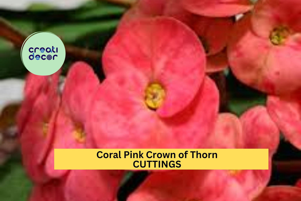1 Coral Pink Crown of Thorns Cutting – Euphorbia milii | Large Bloom Variety | Tropical Succulent for Pots, Borders, or Sunny Patios