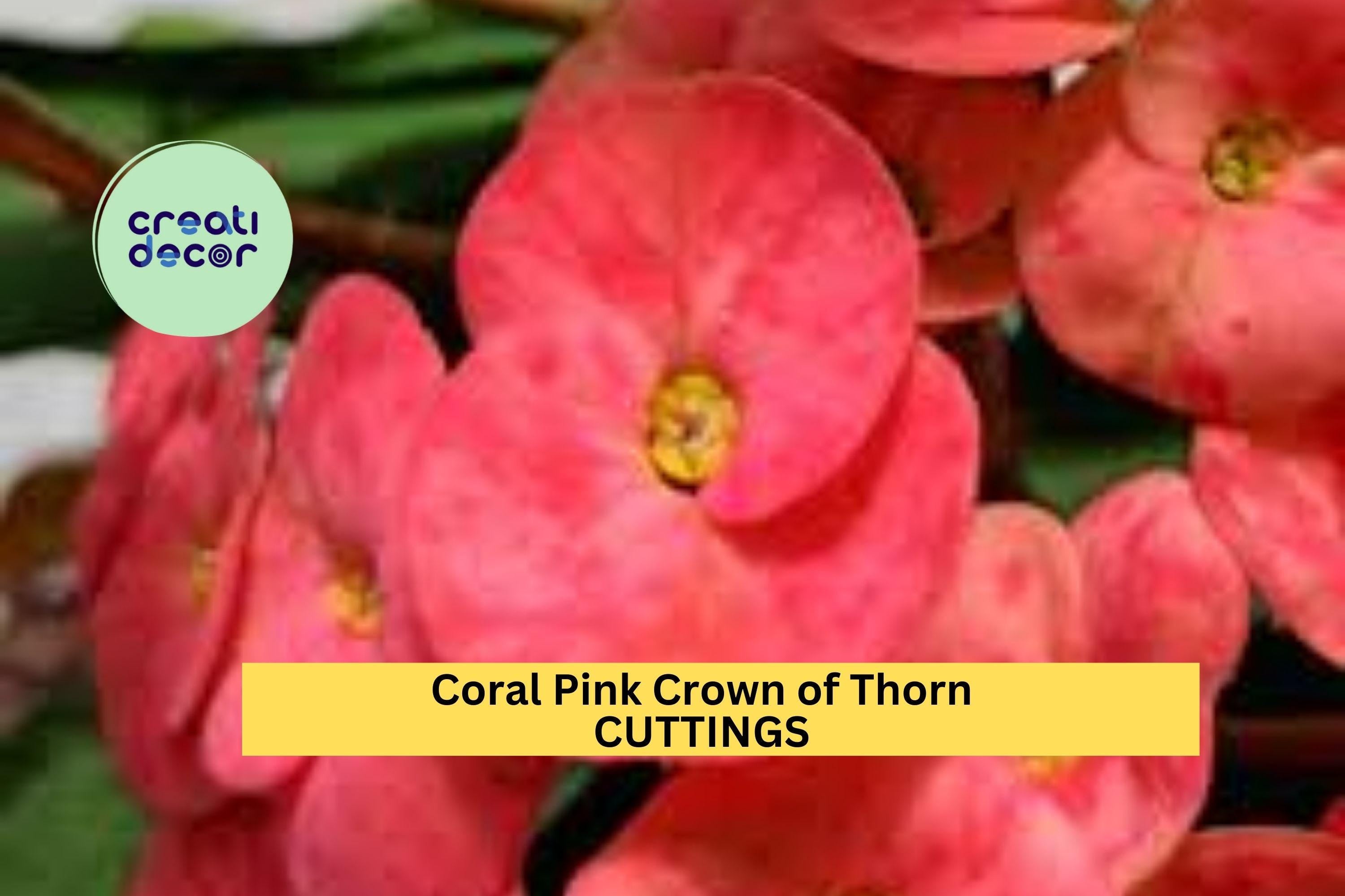 1 Coral Pink Crown of Thorns Cutting – Euphorbia milii | Large Bloom Variety | Tropical Succulent for Pots, Borders, or Sunny Patios