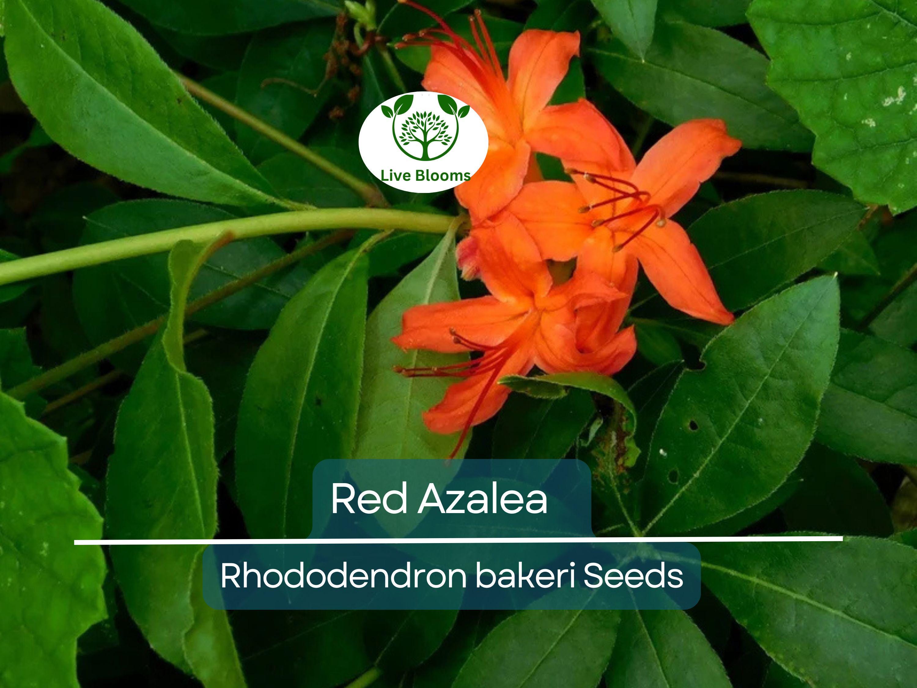 50 Red Azalea Seeds (Rhododendron bakeri) | Cumerland Azalea Flowering Bush | Bright Red Blooms, Hardy, Perfect for Landscaping & Gardens