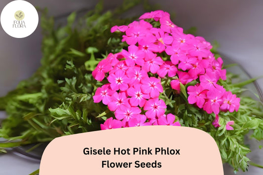 100+ Gisele Hot Pink Phlox Seeds – Bright Annual Garden Flowers, Phlox drummondii