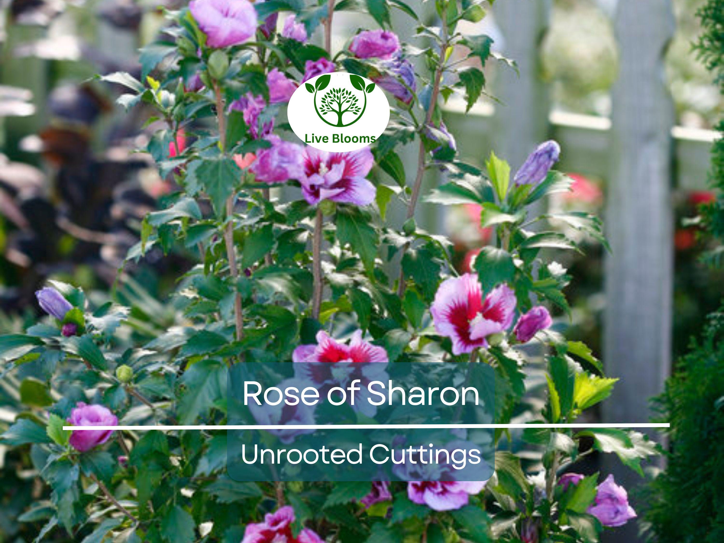 Set of 10 Unrooted Rose of Sharon Cuttings - Mix of White & Purple Hibiscus syriacus - Perfect for Planting, Grafting, and Propagation