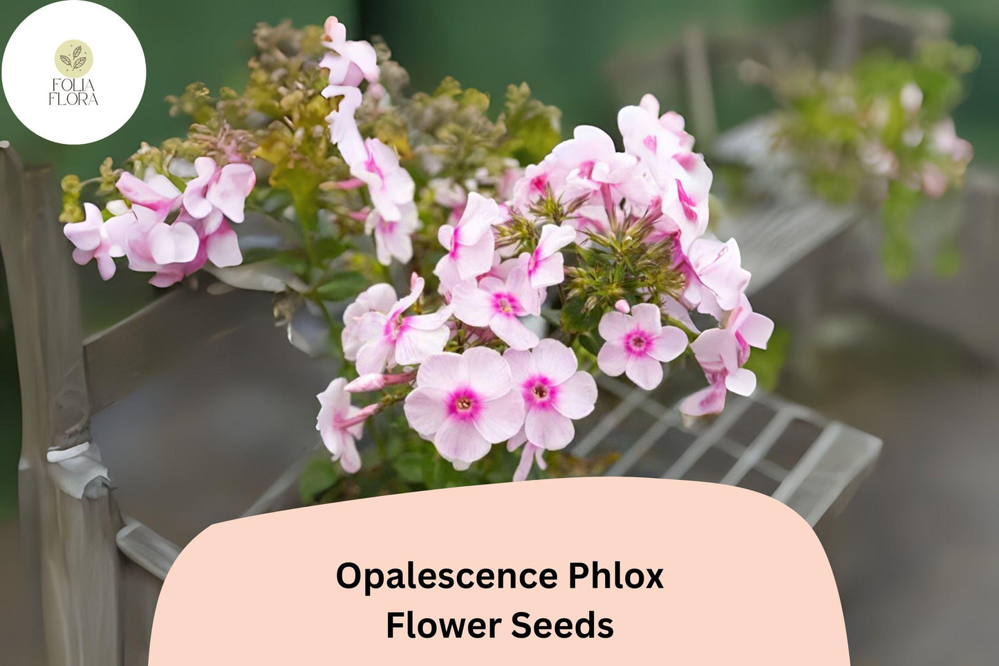 100+ Opalescence Phlox Seeds – Phlox paniculata, Soft Pink & White Perennial Garden Flowers