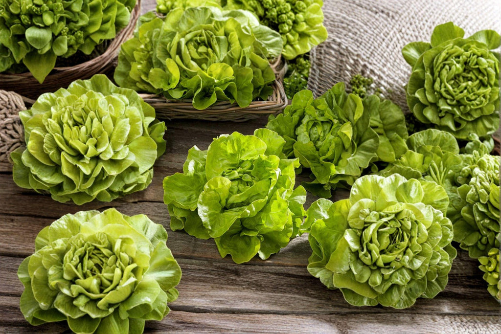 Bibb – Butterhead Lettuce 700 Seeds | Classic Butterhead Lettuce | Soft & Sweet Leaves | Garden Favorite