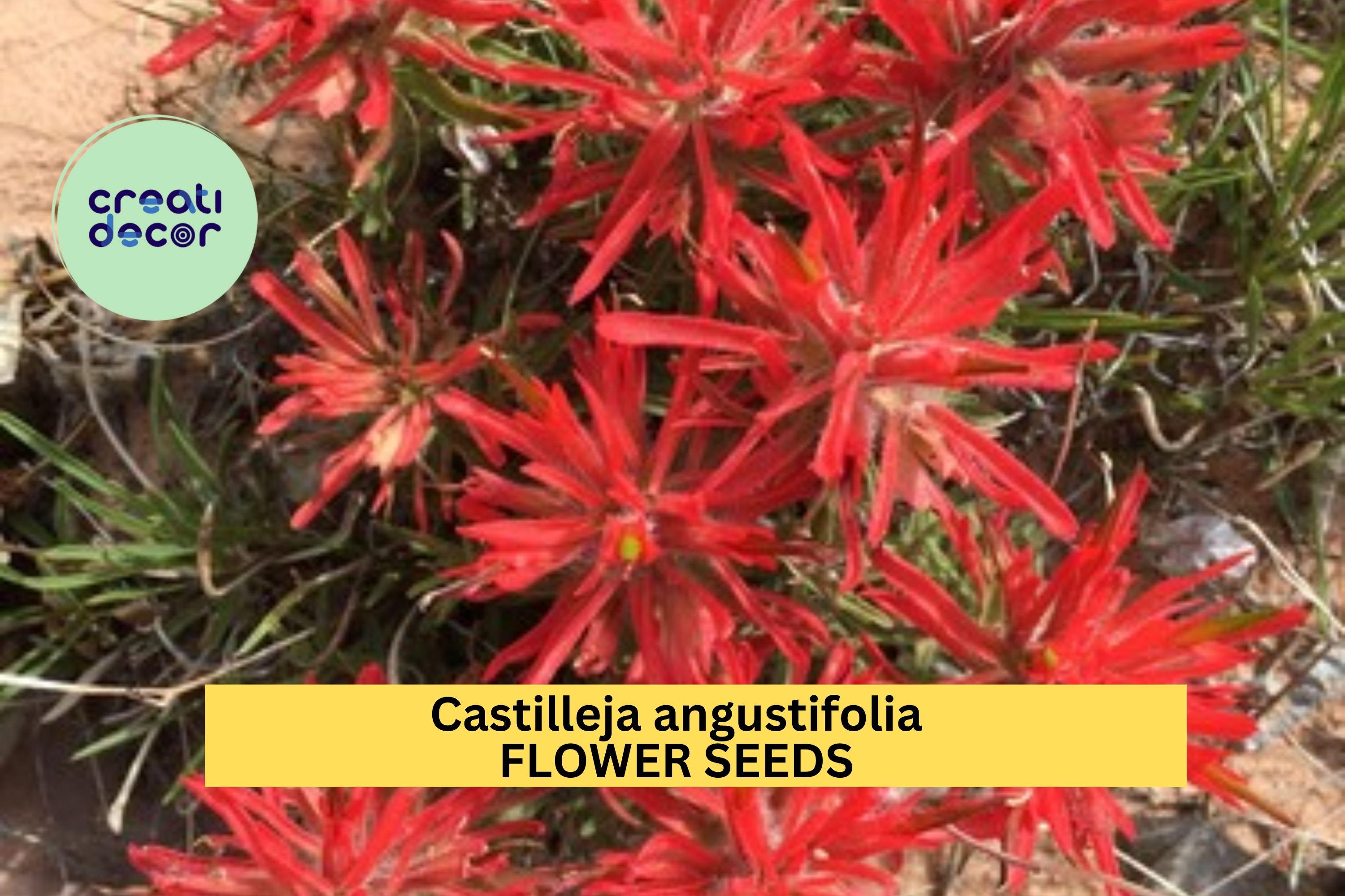 2pcs of 300 Northwestern Indian Paintbrush Seeds – Castilleja angustifolia dubia Wildflower for Native Gardens Seeds for Planting