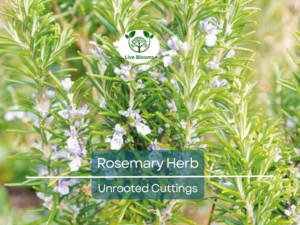 9 Organic Rosemary Herb Plant Cuttings, Rosmarinus Officinalis, Unrooted 10" Each, Fresh Culinary Herb for Propagation, Easy to Grow