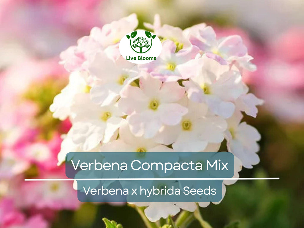 200 Seeds Verbena Compacta Mix Dwarf Groundcover Perennial - Non-GMO, Bee-Friendly, Ideal for Gardens & Landscapes (Verbena x hybrida)