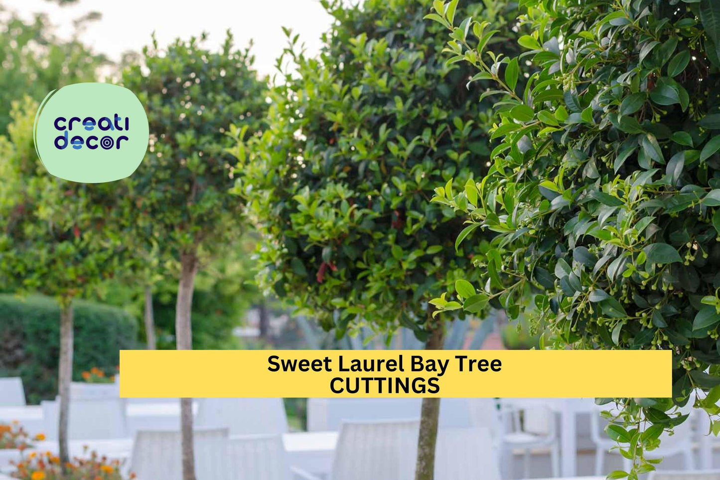 10 Sweet Bay Laurel Cuttings | Laurus Nobilis Starter Wood | Grow Culinary Bay Leaf Trees | Hardy Evergreen Shrub | USA Seller