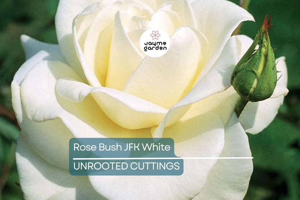 JFK White Rose Bush Cuttings, 6” Unrooted, Pure White Hybrid Tea Rose, Licorice Fragrance, Double Blooms, USDA Zones 7-10