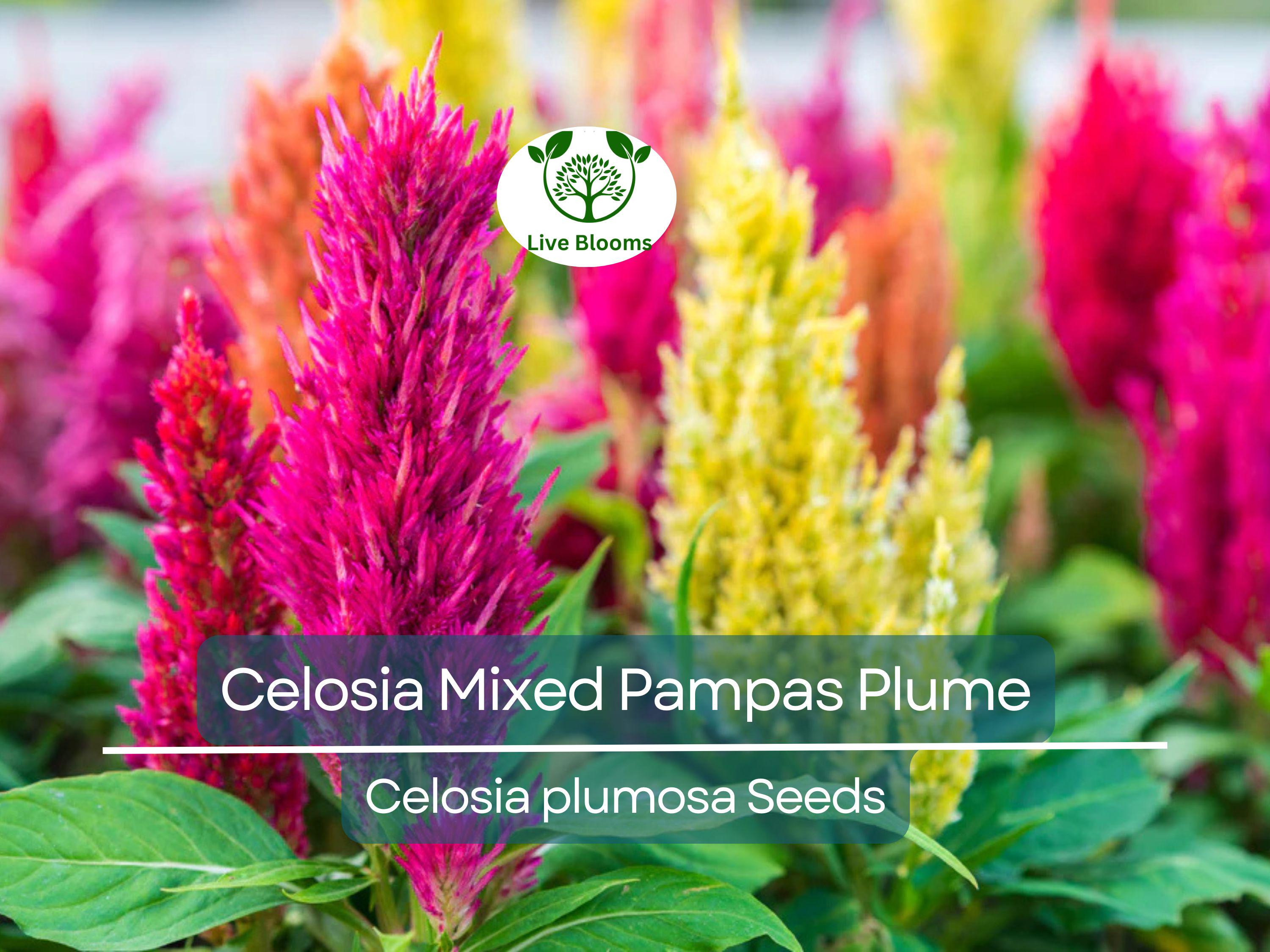 50 Seeds Celosia Mixed Pampas Plume, Non-GMO, Striking Colors, Cut & Dried Flowers, Garden, Decorative Blooms, Perennial