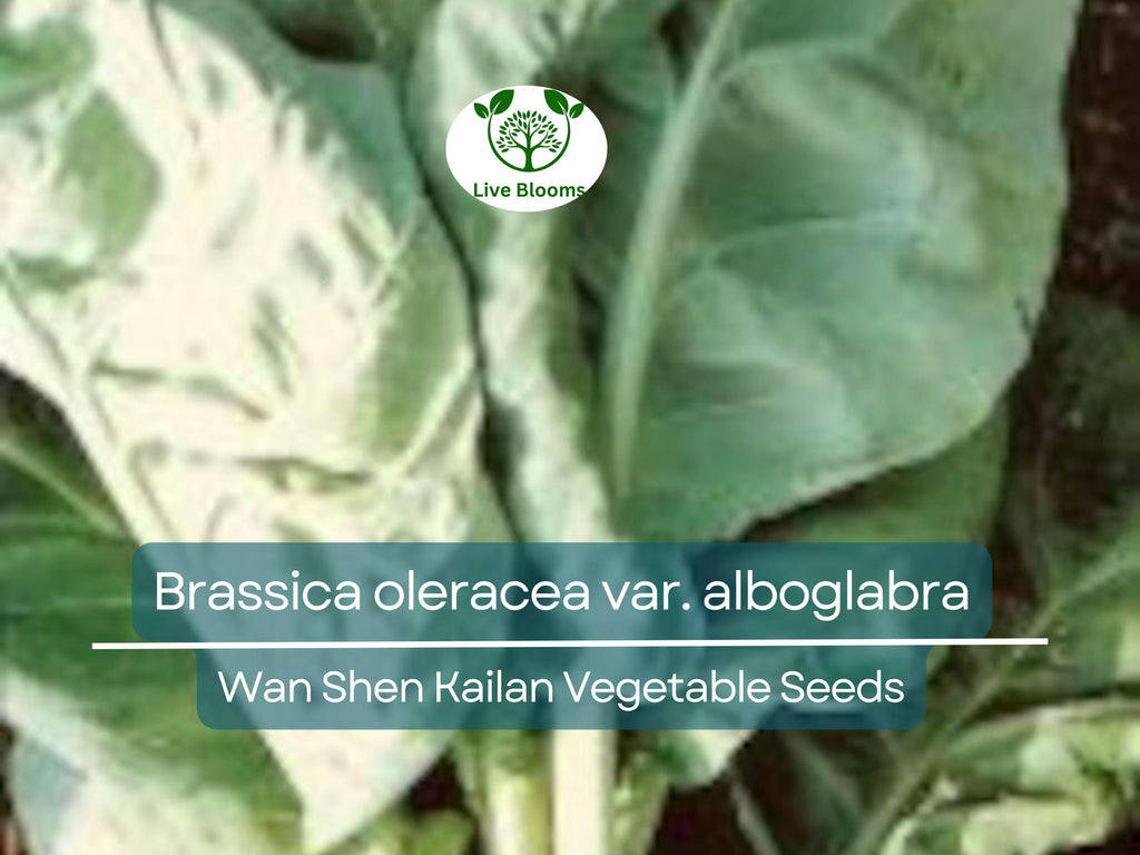 150 Seeds Wan Shen Kailan - Brassica oleracea var. alboglabra | Open Pollinated Asian Green for Planting & Culinary Use