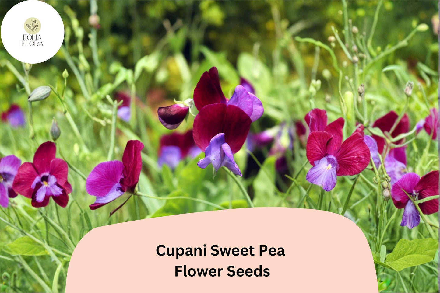 50+ Cupani Sweet Pea Seeds | Heirloom Fragrant Purple Bicolor Flower for Garden Trellis & Cut Flowers