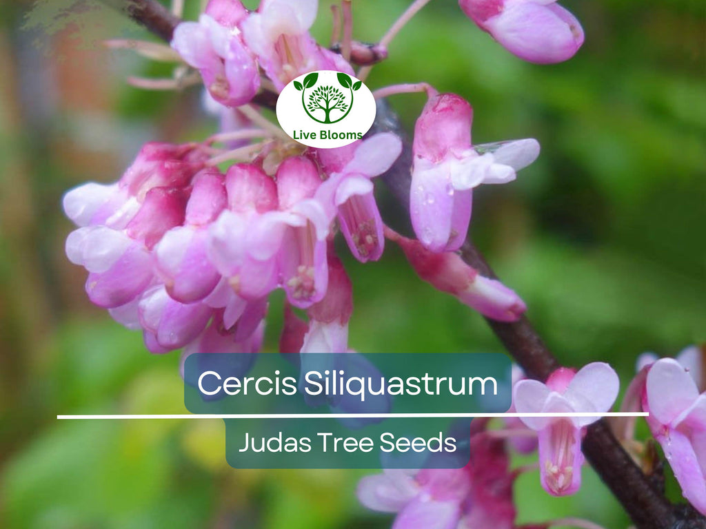 10 Seeds Cercis Siliquastrum (Judas Tree) for Planting - Beautiful Flowering Tree, Ideal for Landscaping, Gardens & Bonsai - Tree Seeds