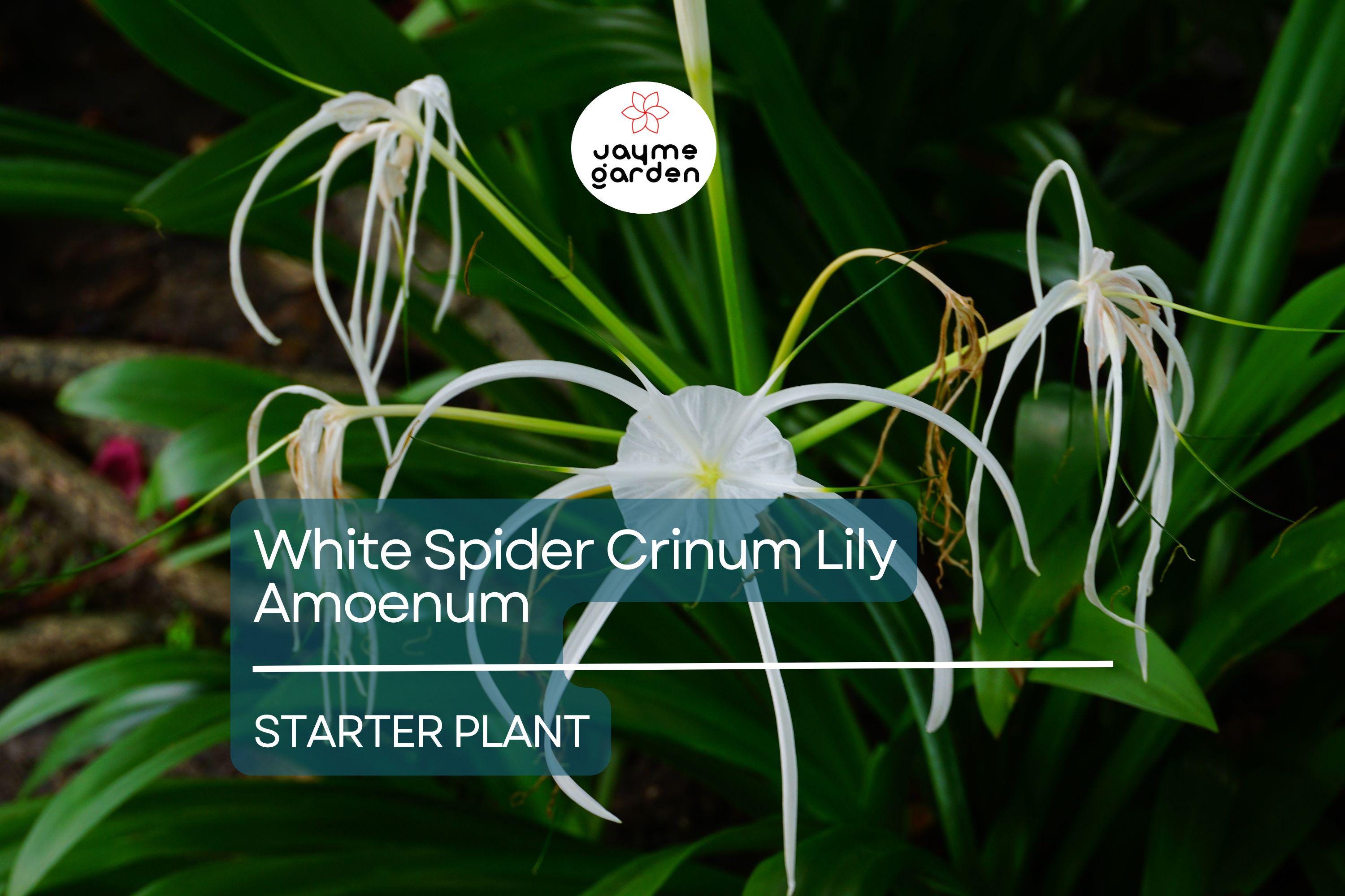 White Spider Crinum Lily Amoenum Starter Plant | Giant Flowering Outdoor Lily | Live Rooted Bulb | Drought-Tolerant