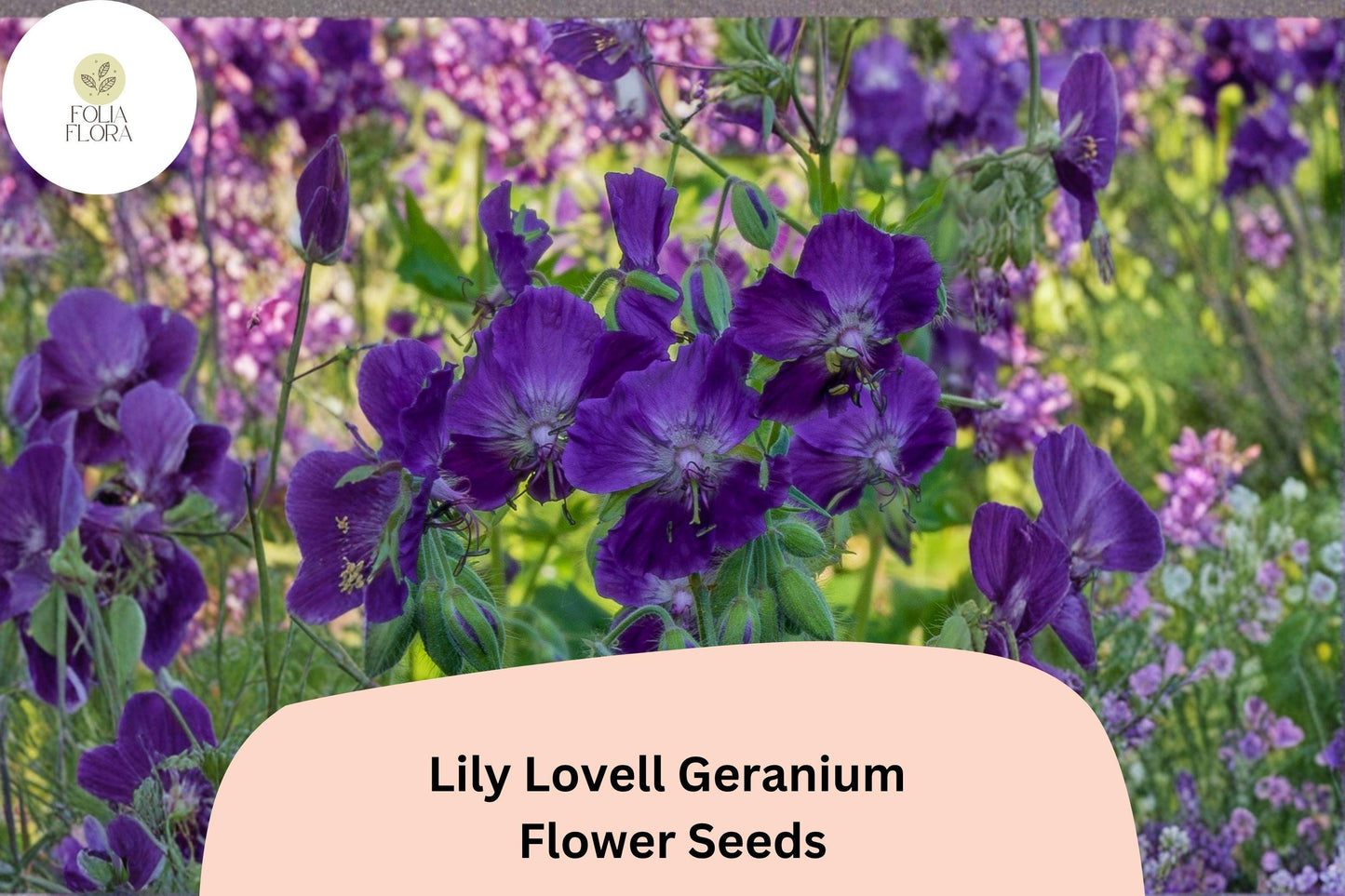 25+ Lily Lovell Geranium Seeds for Garden Planting – Purple Flowers, Hardy Perennial