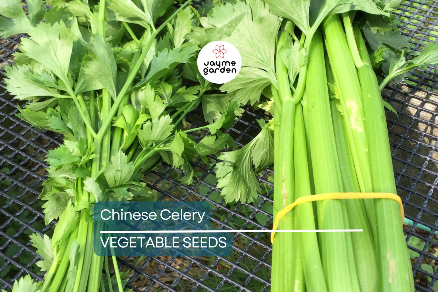5,000 Chinese Celery Seeds – Heirloom, Non-GMO, Aromatic & Flavorful, USA Seller