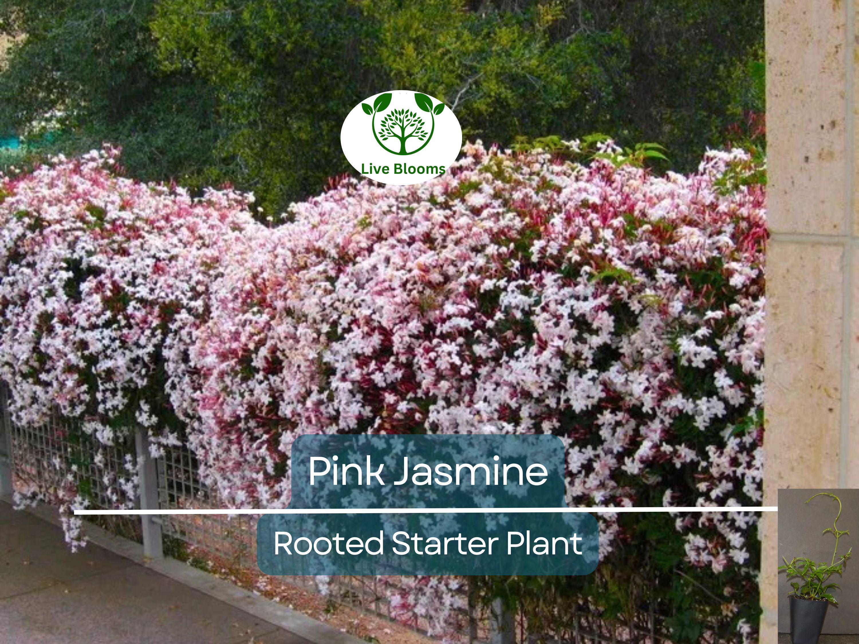 1 Pink Jasmine Jasminum Polyanthum Extremely Fragrant Rooted Starter Plant Bare Root, Sweet Scented Flowering Vine for Sale