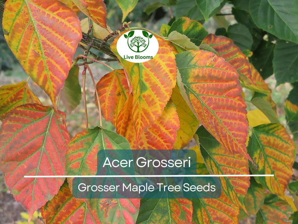 10 Seeds Acer Grosseri (Grosser Maple) for Planting - Unique Hardy Tree, Perfect for Bonsai, Gardens & Landscaping - Rare, Exotic Tree Seeds
