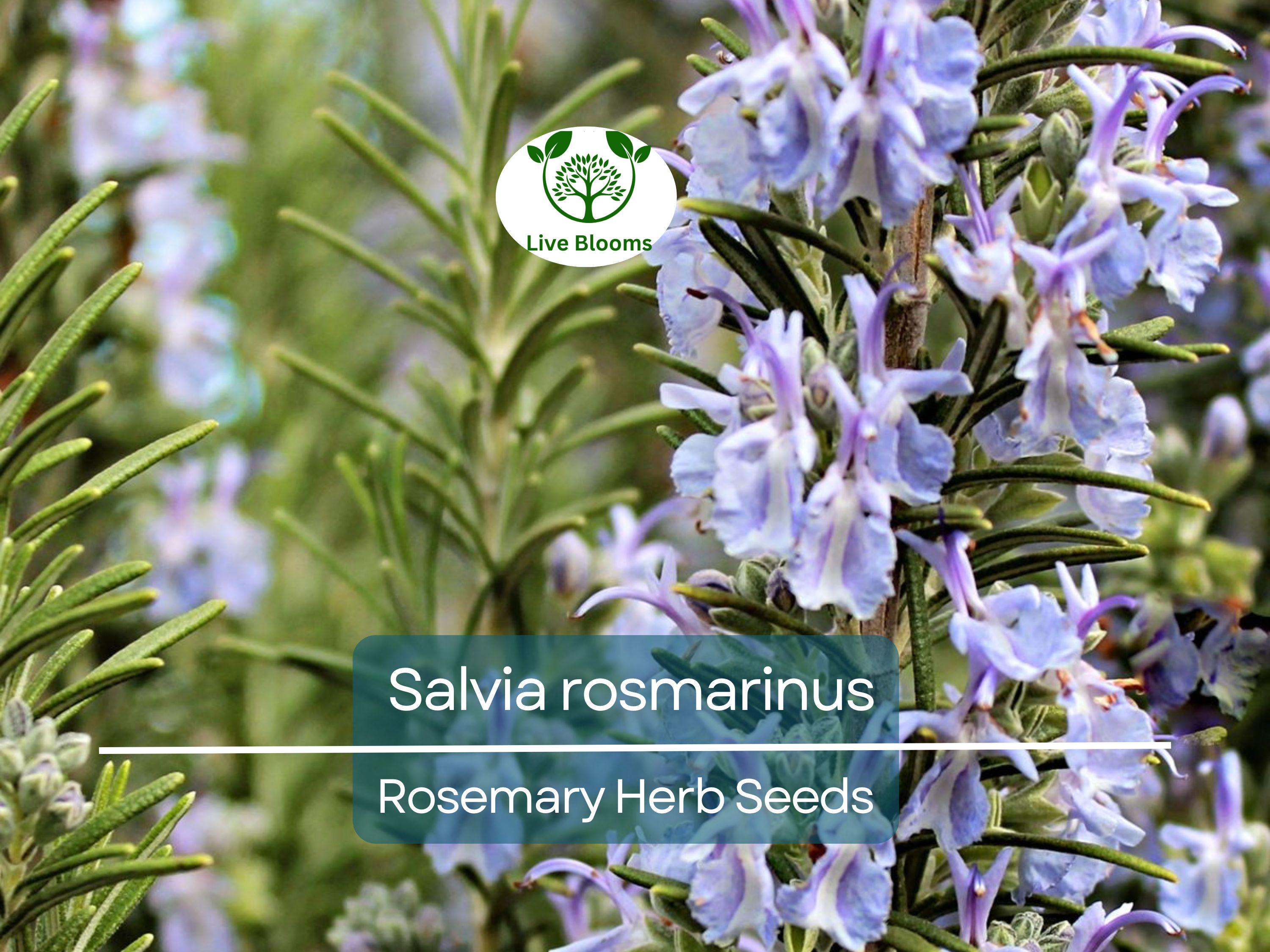 100 mg Seeds Rosemary Herb – Salvia rosmarinus for Planting | Aromatic Culinary for Home Gardens