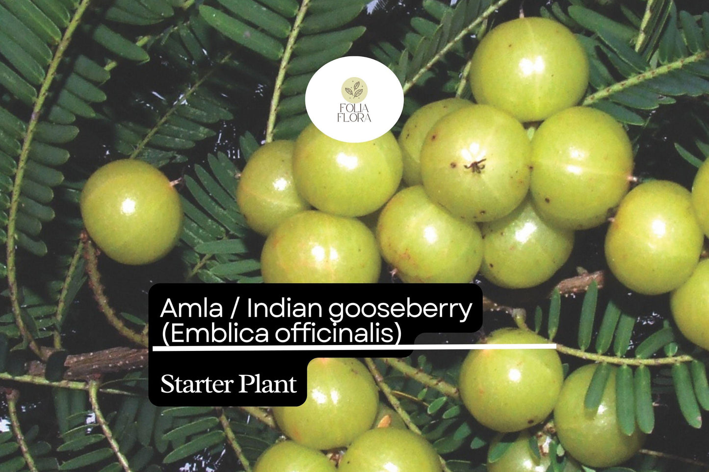 1 Starter Plant Amla (Emblica officinalis) 12"-24" Live Indian Gooseberry Tree for Gardens