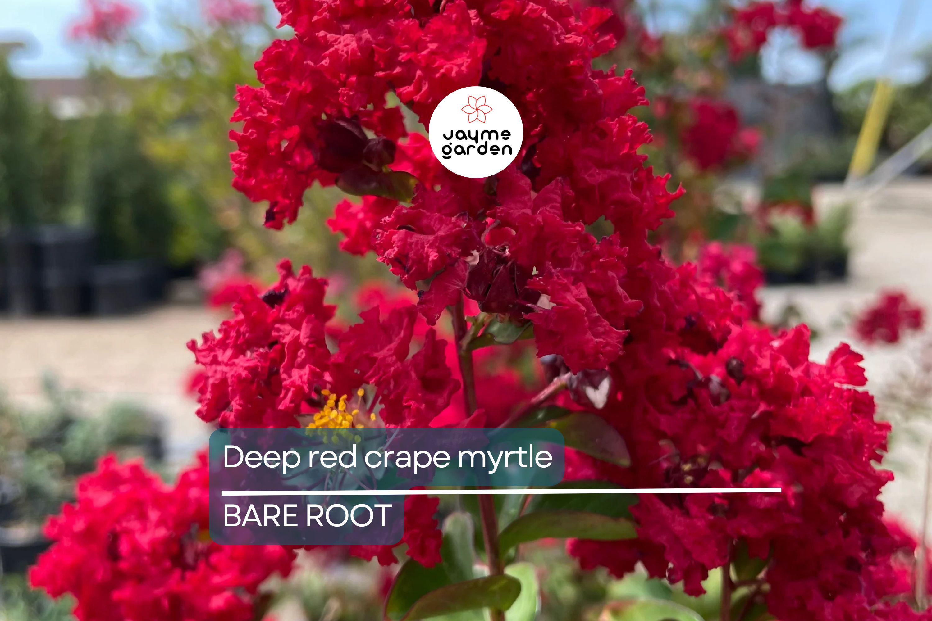 Deep Red Crape Myrtle 'Dynamite' 2-3 ft | Fast Growing Shrub/Tree | Full Sun, Late Summer Blooms