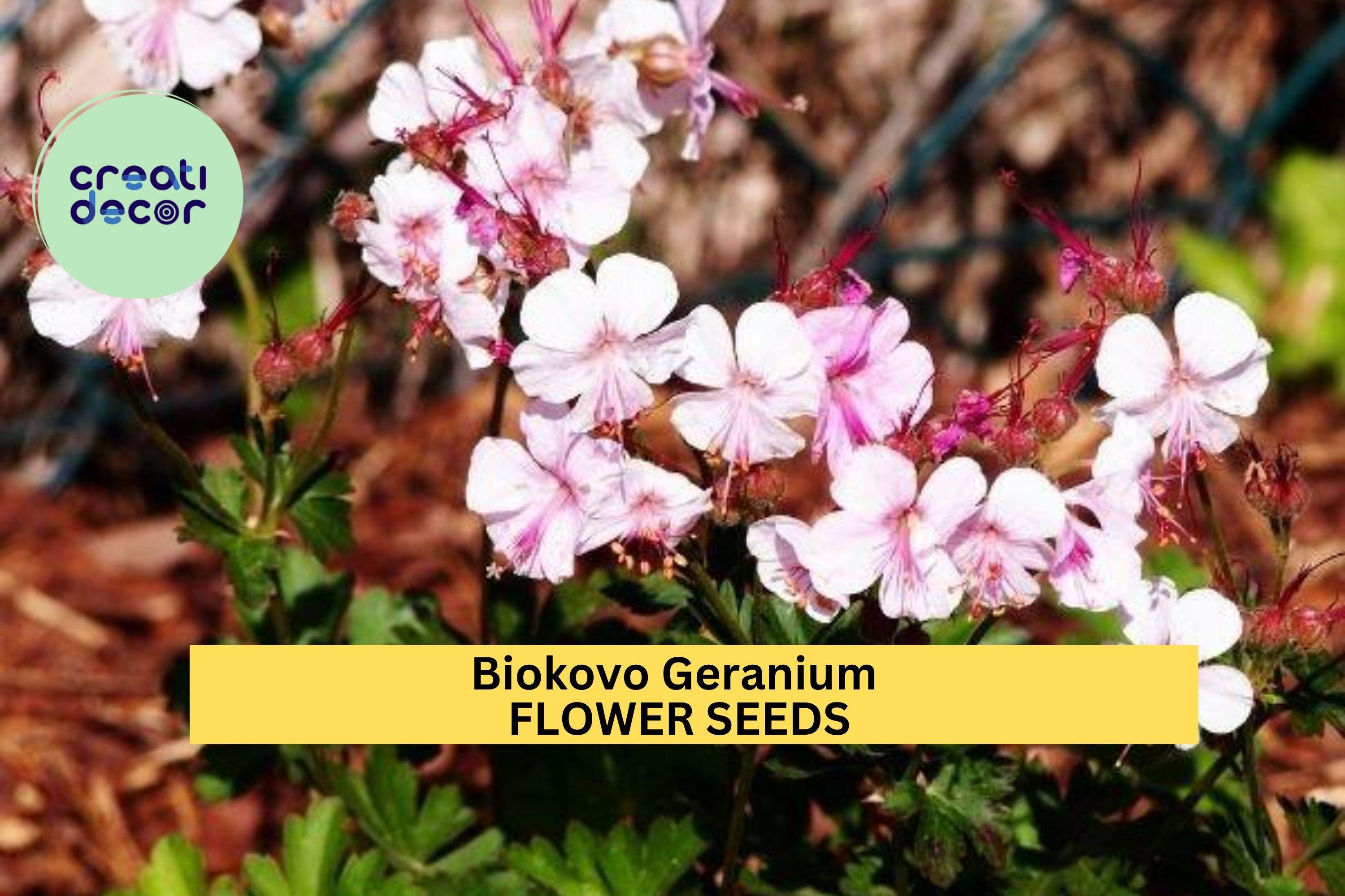 25+ Biokovo Geranium Seeds – Soft Pink & White Blooms for Garden Planting, Perennial Groundcover for Shade or Sun – USA