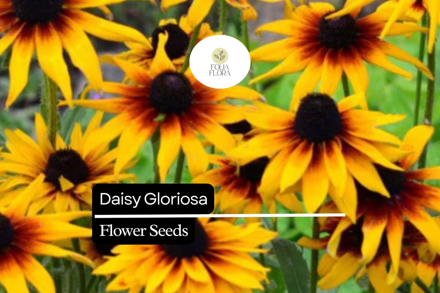 5000 Seeds Daisy Gloriosa (Rudbeckia hirta) – Vibrant Yellow and Red Blooms for Gardens, Pollinator-Friendly and Hardy Flower Seeds