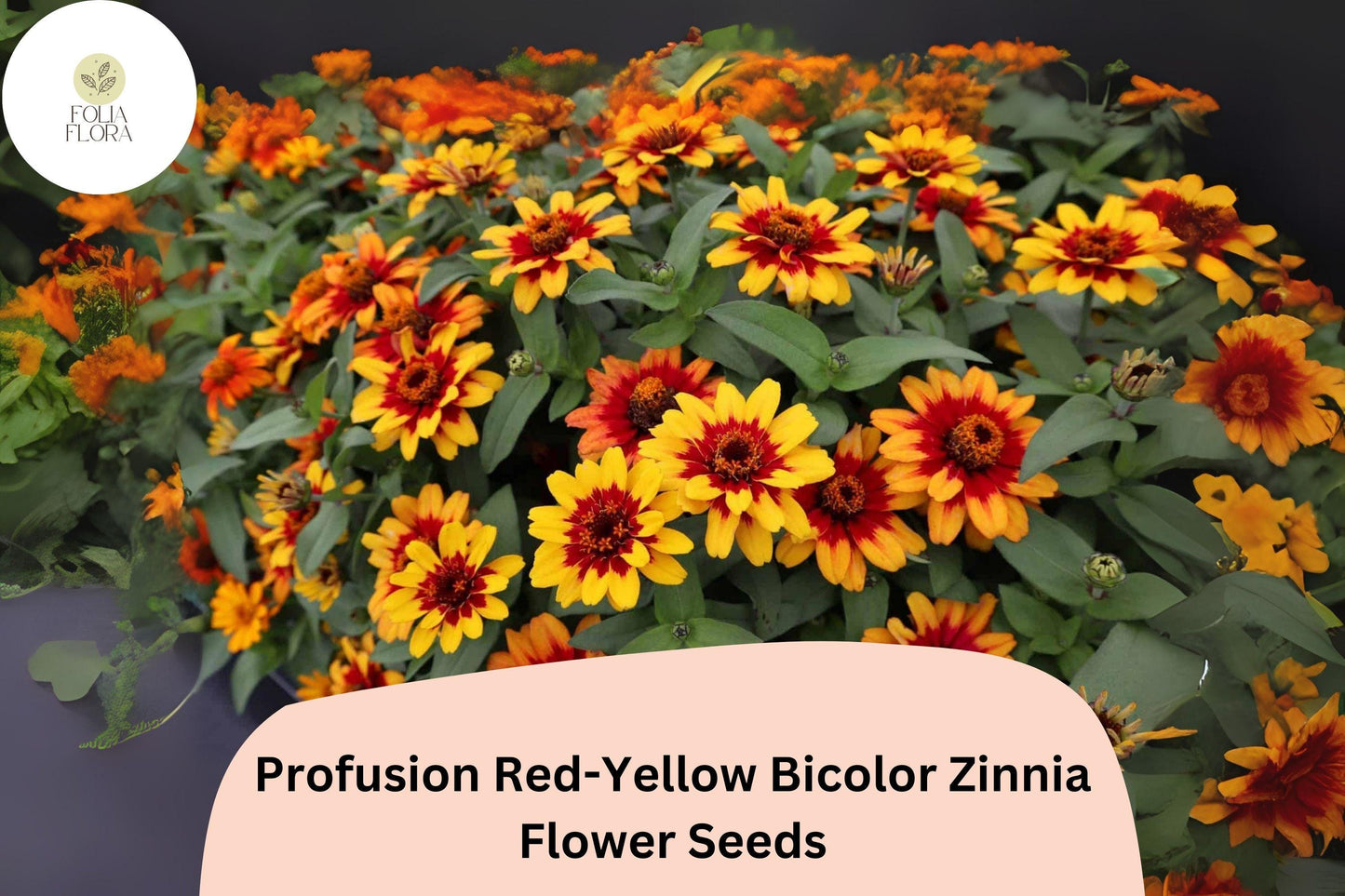 100+ Profusion Red-Yellow Zinnia Seeds | Bicolor Annual Flowers for Garden Planting | Easy Grow Cut Flowers, Pollinator Friendly