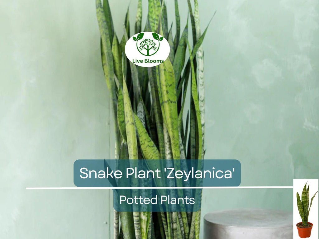 1 Sansevieria Trifasciata Snake Plant in 4" Pot - Low Maintenance Indoor Houseplant, Air Purifying