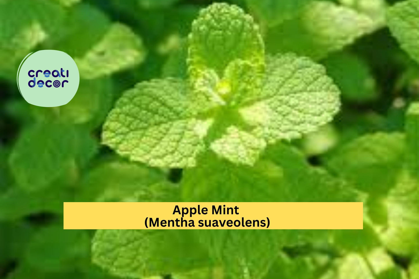 Apple Mint Cuttings – Mentha suaveolens – 10 Fresh Woolly Mint Stems Ready to Plant, Fragrant Culinary and Garden Herb