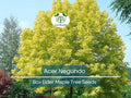 10 Seeds Acer Negundo (Box Elder Maple) for Planting - Hardy Tree for Gardens, Landscaping & Shade - Fast-Growing, Unique Tree Seeds