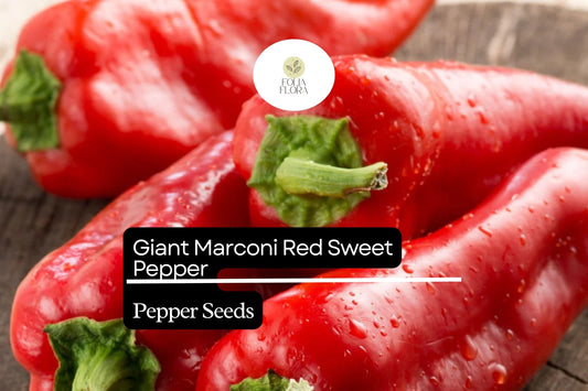 250mg Giant Marconi Red Sweet Pepper Seeds Capsicum annuum | High Yield, Non-GMO, Sweet & Smoky Flavor for Grilling and Roasting