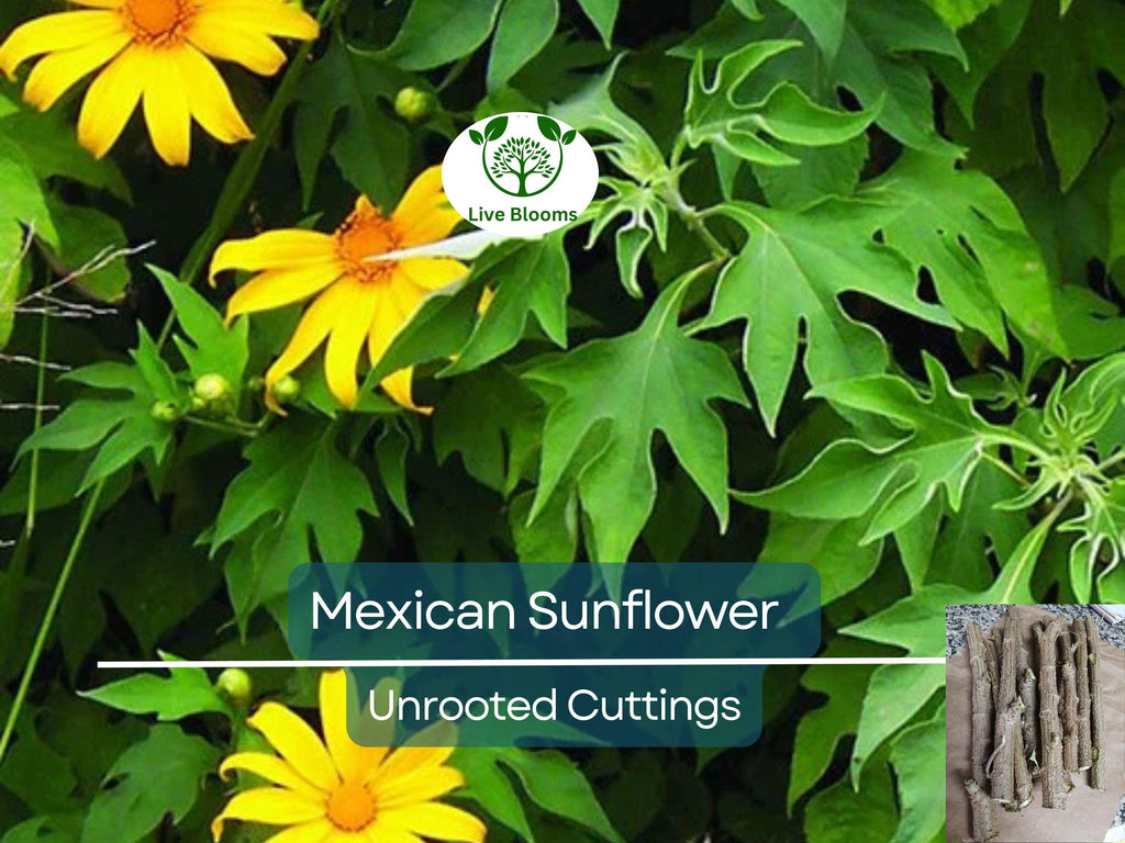 10 Organic Mexican Sunflower (Tithonia diversifolia) Unrooted Cuttings - Perennial, Fast-Growing, Bright Yellow Flowers, Easy to Grow