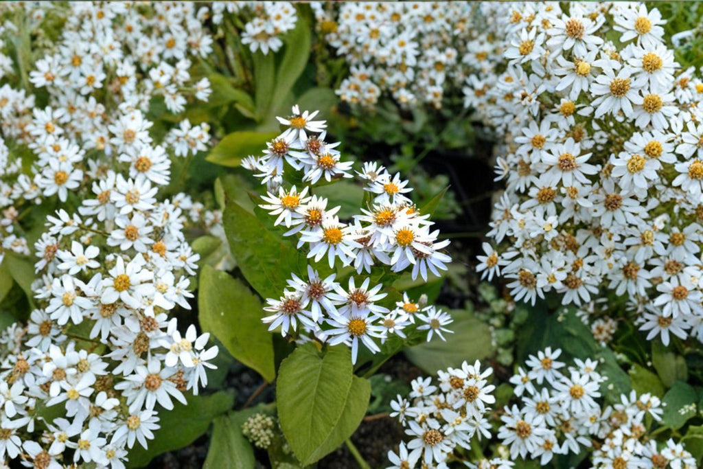 Eurybia schreberi – Schreber's Wood Aster | 100 Seeds | Native Woodland Aster Wildflower | Pollinator Garden Plant