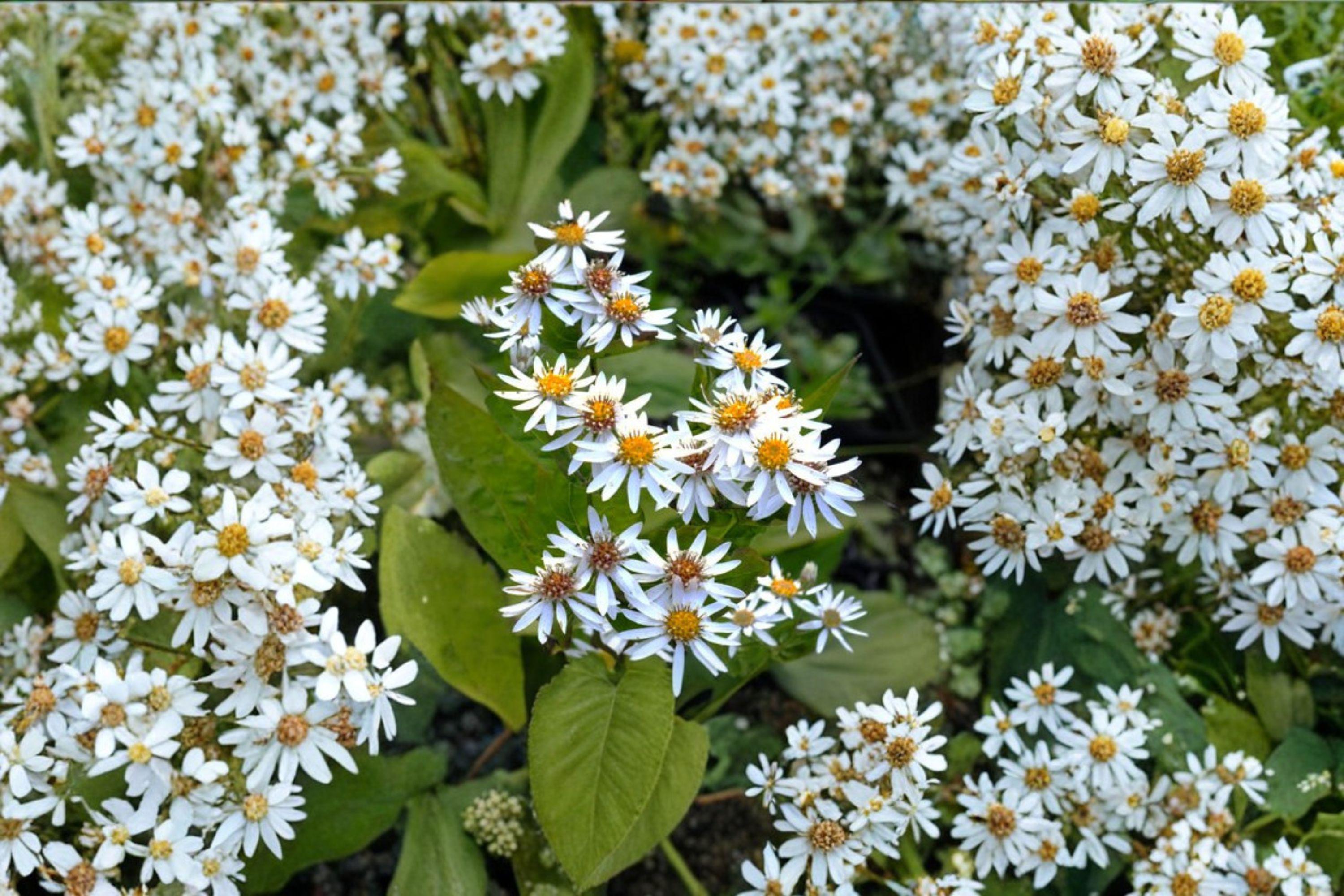 Eurybia schreberi – Schreber's Wood Aster | 100 Seeds | Native Woodland Aster Wildflower | Pollinator Garden Plant