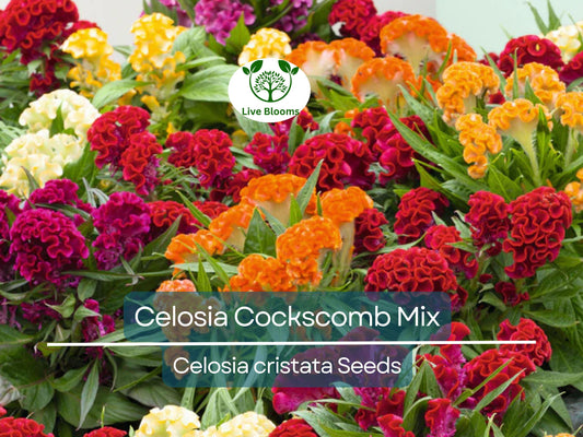 100 Seeds Celosia Cristata Mixed Cockscomb, Non-GMO, Dried Flowers, Cutflowers, Colorful Garden Blooms, Ideal for Arrangements & Decoration