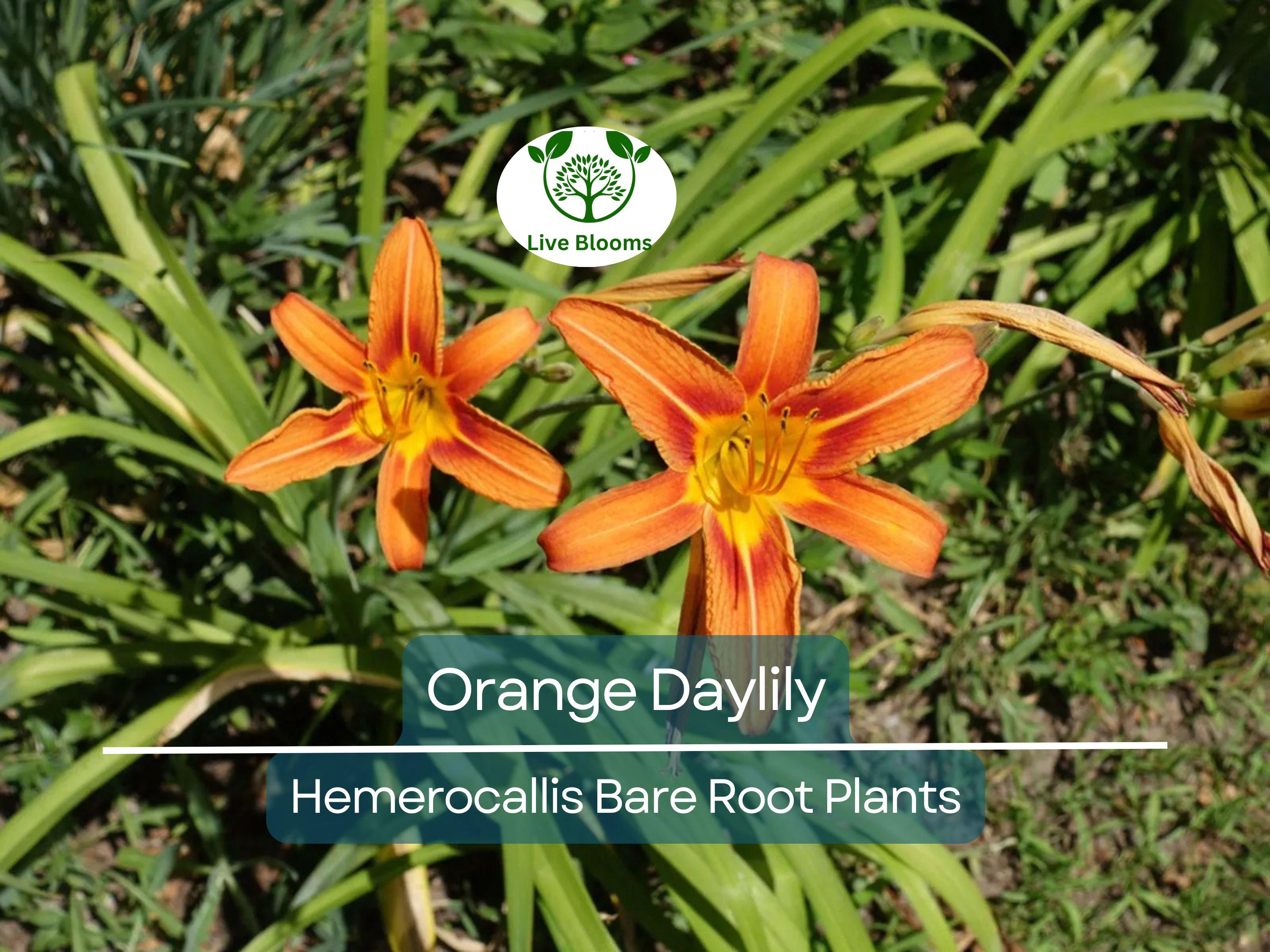 20 Orange Daylily Plants - Hemerocallis fulva - Tawny 'Ditch Lily' - Bare Root, Hardy Perennial, Pond/Bog Plant, Easy to Grow