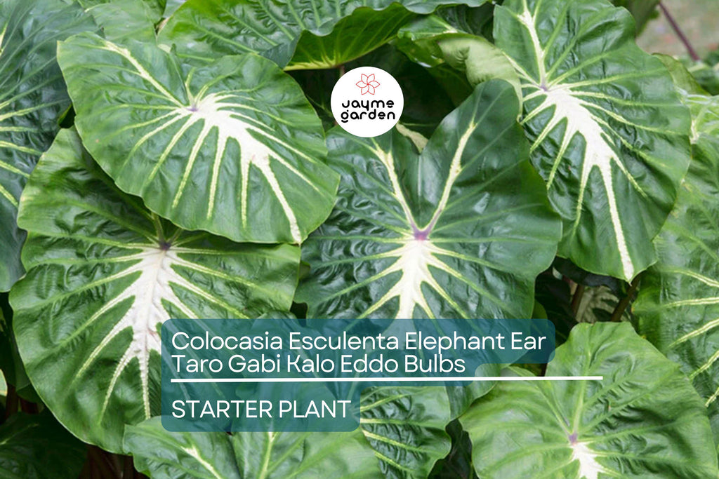 15 Colocasia Esculenta Bulbs - Elephant Ear Taro, Gabi, Kalo, Eddo - Ready to Grow, Tropical Plants