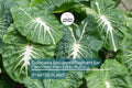 15 Colocasia Esculenta Bulbs - Elephant Ear Taro, Gabi, Kalo, Eddo - Ready to Grow, Tropical Plants